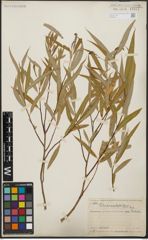 Foto von Salix acmophylla Boiss.
